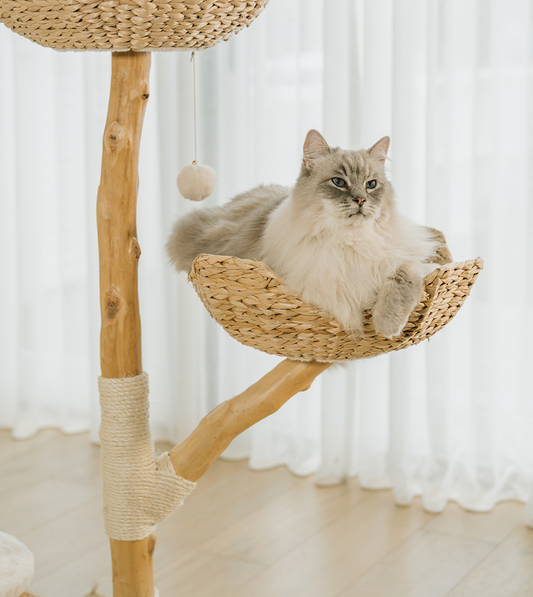 15 Easy DIY Toys That'll Make Your Cat's Day