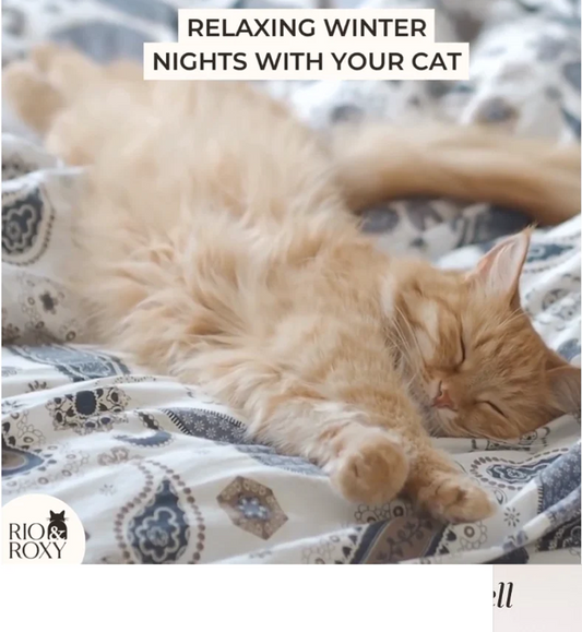 Understanding the 20 Cat Nap Poses and Their Stories