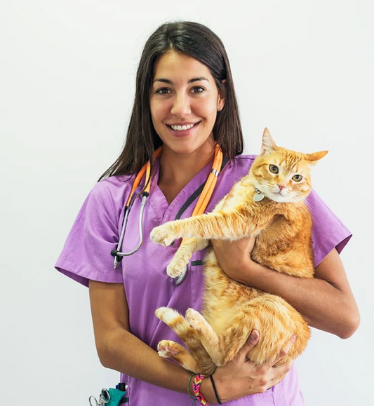 Cat Grooming Tips to Keep Your Kitty Looking and Feeling Great